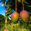 Mango 'Glenn' (Mangifera Indica) -Plant related-Sow Exotic GlennMangoTreesforSale SowExotic.com