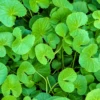 Gotu Kola (Centella Asiatica) -Plant related-Sow Exotic GotuKolaLivePlantForSaleSowExoticNursrey