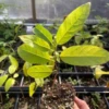 Sugar Apple Seedling ‘Green’ (Annona Squamosa) -Plant related-Sow Exotic GreenSugarAppleSeedling