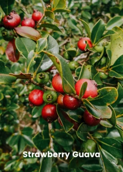 Guava Bundle: Strawberry Guava & Lemon Guava 7 Guava Bundle: Strawberry Guava & Lemon Guava -Plant related-Sow Exotic GuavaBundle StrawberryGuavaandLemonGuavaplantsforSale SowExotic.com