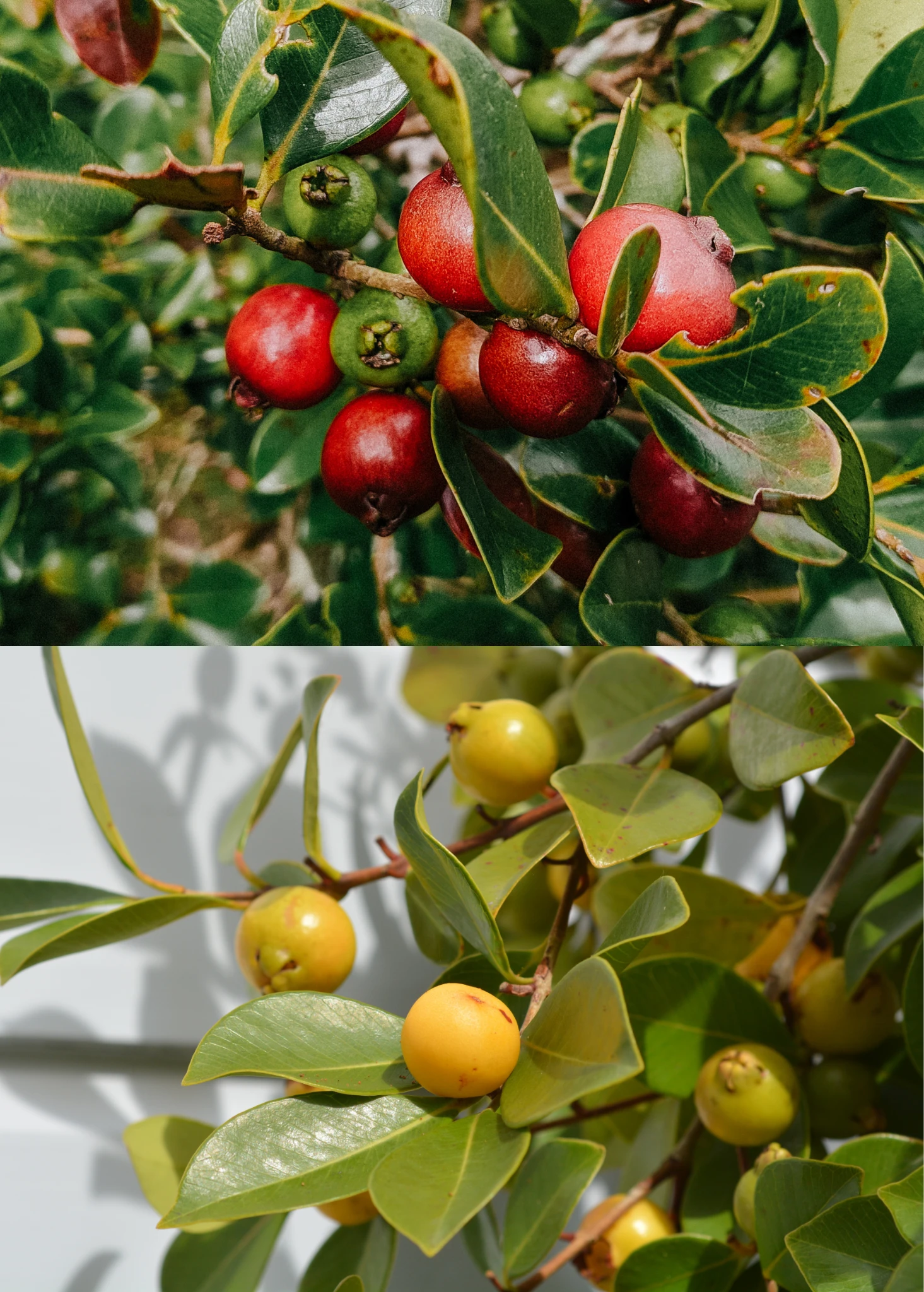 Guava Bundle: Strawberry Guava & Lemon Guava 3 Guava Bundle: Strawberry Guava & Lemon Guava