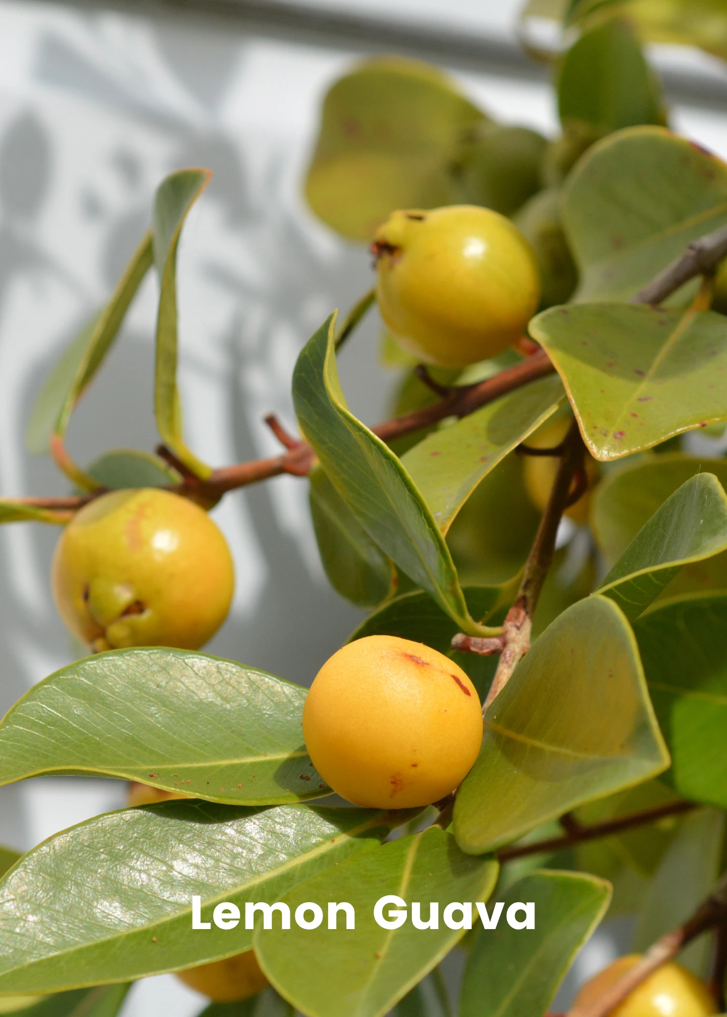 Guava Bundle: Strawberry Guava & Lemon Guava 4 Guava Bundle: Strawberry Guava & Lemon Guava - Image 2