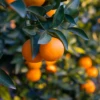 Hamlin Sweet Orange (Citrus X Sinensis ‘Hamlin’) -Plant related-Sow Exotic HamlinOrangeSowExotic