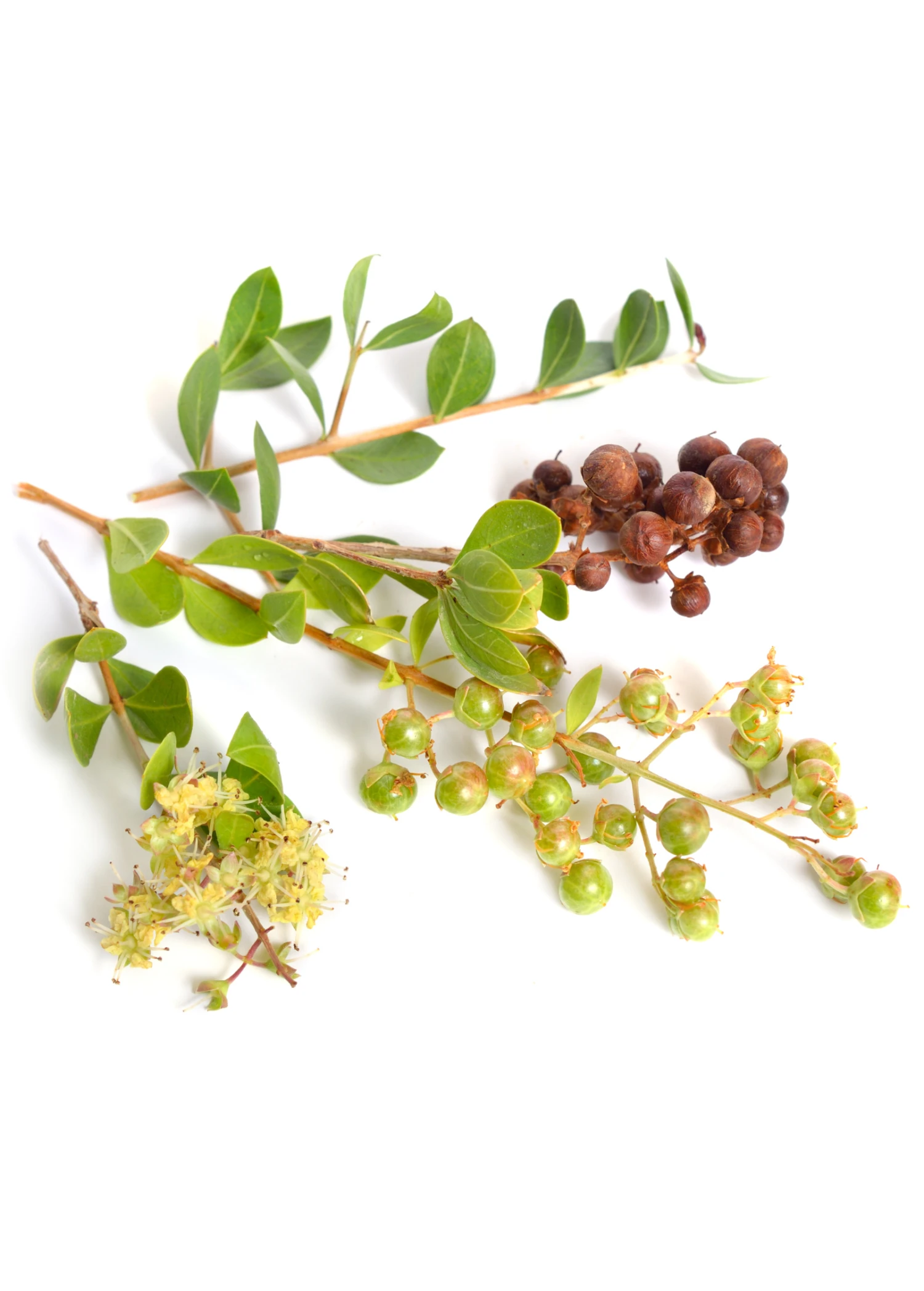 Henna (Lawsonia Inermis) 3 Henna (Lawsonia Inermis)