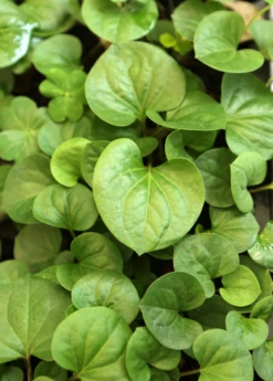 Giâp Cá, Fish Mint (Houttuynia Cordata) -Plant related-Sow Exotic Houttuyniacordatafishmintplantforsalesowexotic