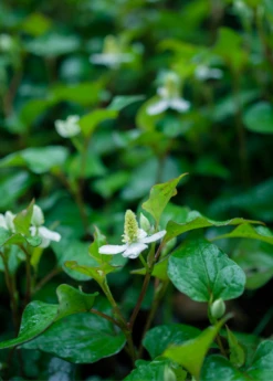 Giâp Cá, Fish Mint (Houttuynia Cordata) -Plant related-Sow Exotic Houttuyniacordatafishmintplantforsalesowexotic 1