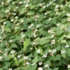 Giâp Cá, Fish Mint (Houttuynia Cordata) -Plant related-Sow Exotic Houttuyniacordatafishmintplantforsalesowexotic 2