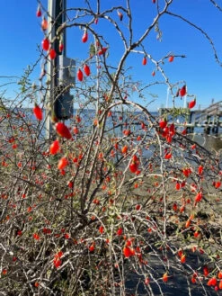 Christmasberry (Lycium Carolinianum) 18 Christmasberry (Lycium Carolinianum) -Plant related-Sow Exotic IMG 0078