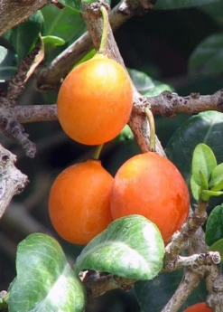 Imbe (Garcinia Livingstonei) -Plant related-Sow Exotic Imbe Garcinialivingstonei raretropicalfruittreesowexoticplantnursery
