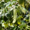 Ice Cream Bean, Feuileei (Inga Feuilleei) -Plant related-Sow Exotic IngaIceCreamBeanFruitTreesforSale SowExotic.com