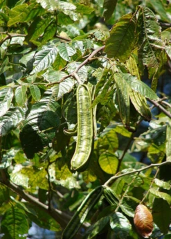 Ice Cream Bean, Feuileei (Inga Feuilleei)
