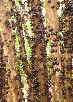 Jabuticaba (Plinia Cauliflora) -Plant related-Sow Exotic Jabuticabafruittreeforsalesowexotic
