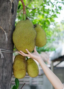 Jackfruit 'Black Gold' (Artocarpus Heterophyllus) -Plant related-Sow Exotic Jackfruit hanging on the tree