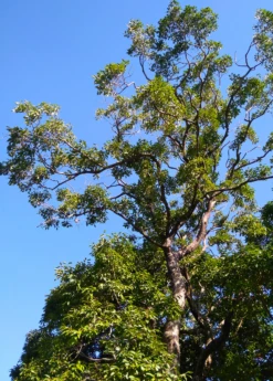 Jamun (Syzygium Cumini) 15 Jamun (Syzygium Cumini) -Plant related-Sow Exotic JamunTreesforsale SowExotic.com 2