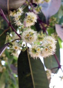 Jamun (Syzygium Cumini) 14 Jamun (Syzygium Cumini) -Plant related-Sow Exotic JamunTreesforsale SowExotic.com 6