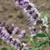 Japanese Catnip (Schizonepeta Tenuifolia) -Plant related-Sow Exotic JapaneseCatnipmedicinalherbplantforsaleSchizonepetatenuifoliaSowExotic
