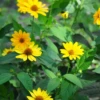 Jerusalem Artichoke (Helianthus Tubersosus) -Plant related-Sow Exotic Jerusalemartichokeplantforsalesowexoticnursery