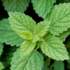 Lemon Balm -Plant related-Sow Exotic LemonBalmPlantsforSale SowExotic.com