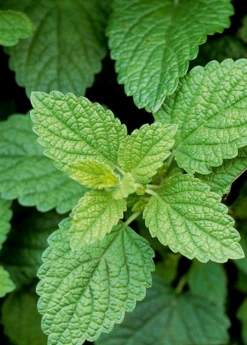 Lemon Balm