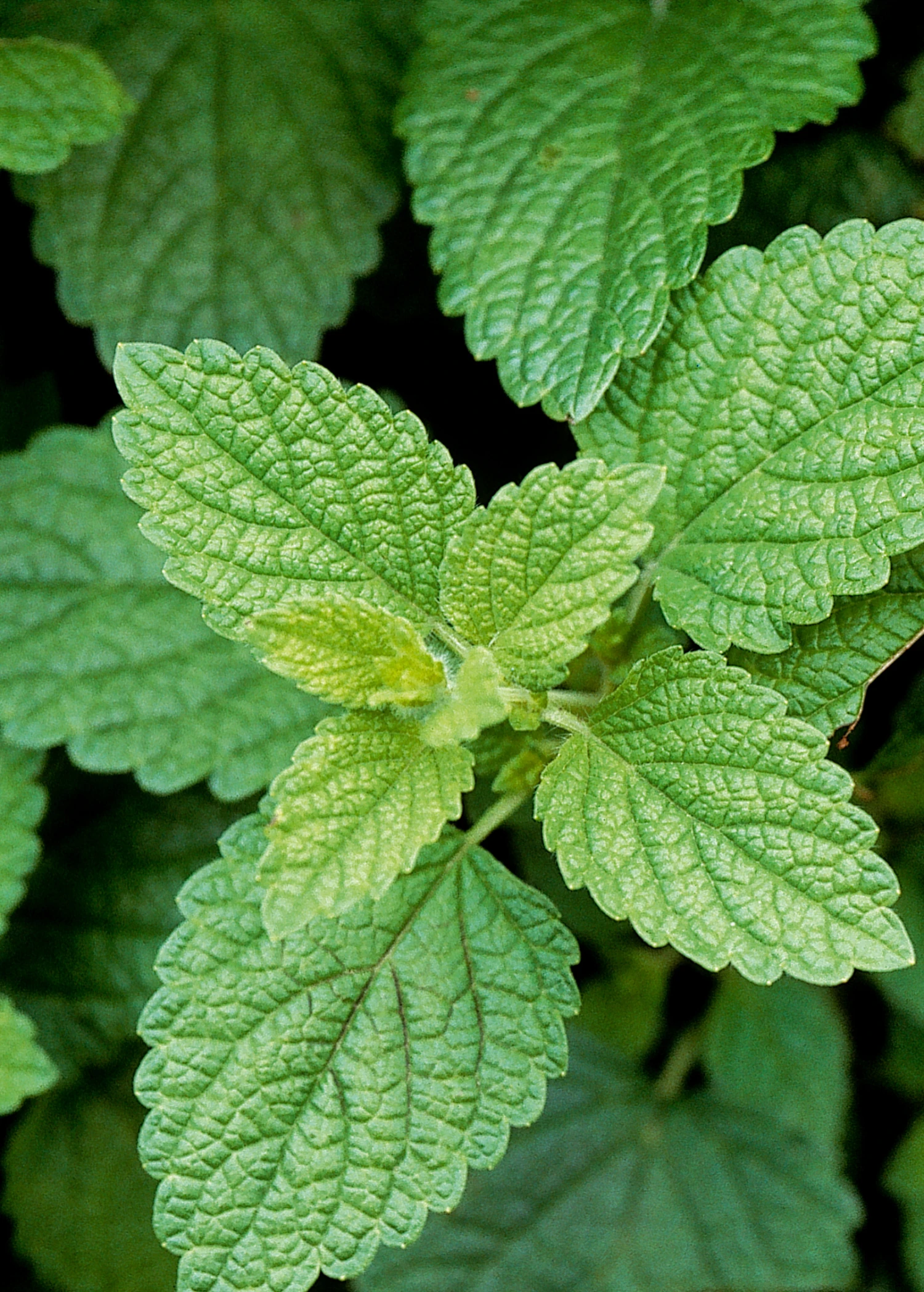 Lemon Balm 3 Lemon Balm