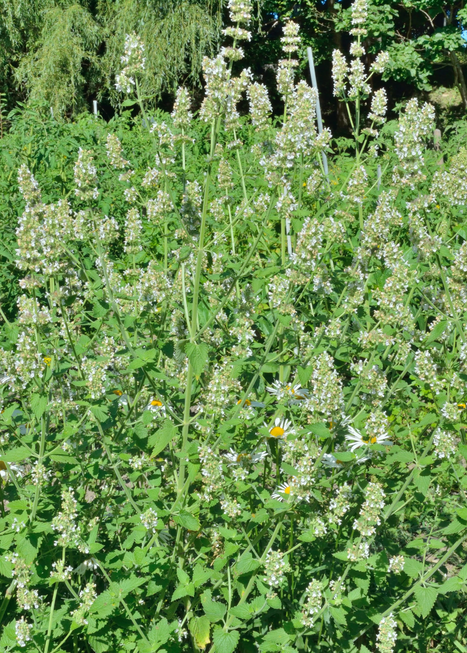 Lemon Balm 4 Lemon Balm - Image 2