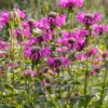 Bergamot, 'Sweet Leaf' (Monarda Fistulosa) -Plant related-Sow Exotic LemonandSweetBergamotHerbPlantsforSale SowExotic.com 3