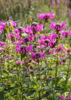 Bergamot, 'Sweet Leaf' (Monarda Fistulosa)