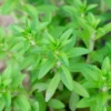Rau Om, Rice Paddy Herb (Limnophila Aromatica) -Plant related-Sow Exotic Limnophilaaromaticaricepaddyherbsowexoticplantnursery