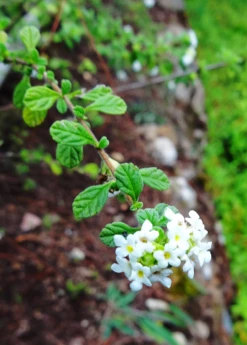 Jamaican Oregano (Lippia Micromera) -Plant related-Sow Exotic Lippia micromera flowers