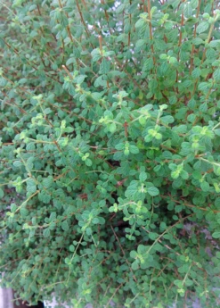 Jamaican Oregano (Lippia Micromera) -Plant related-Sow Exotic Lippia micromera shrub