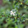 Jamaican Oregano (Lippia Micromera) -Plant related-Sow Exotic Lippia micromera shrub jamaican oregano closeup leaves and flowers