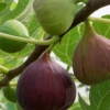 Fig 'Little Ruby' (Ficus Carica) -Plant related-Sow Exotic Little Ruby Fig Tree