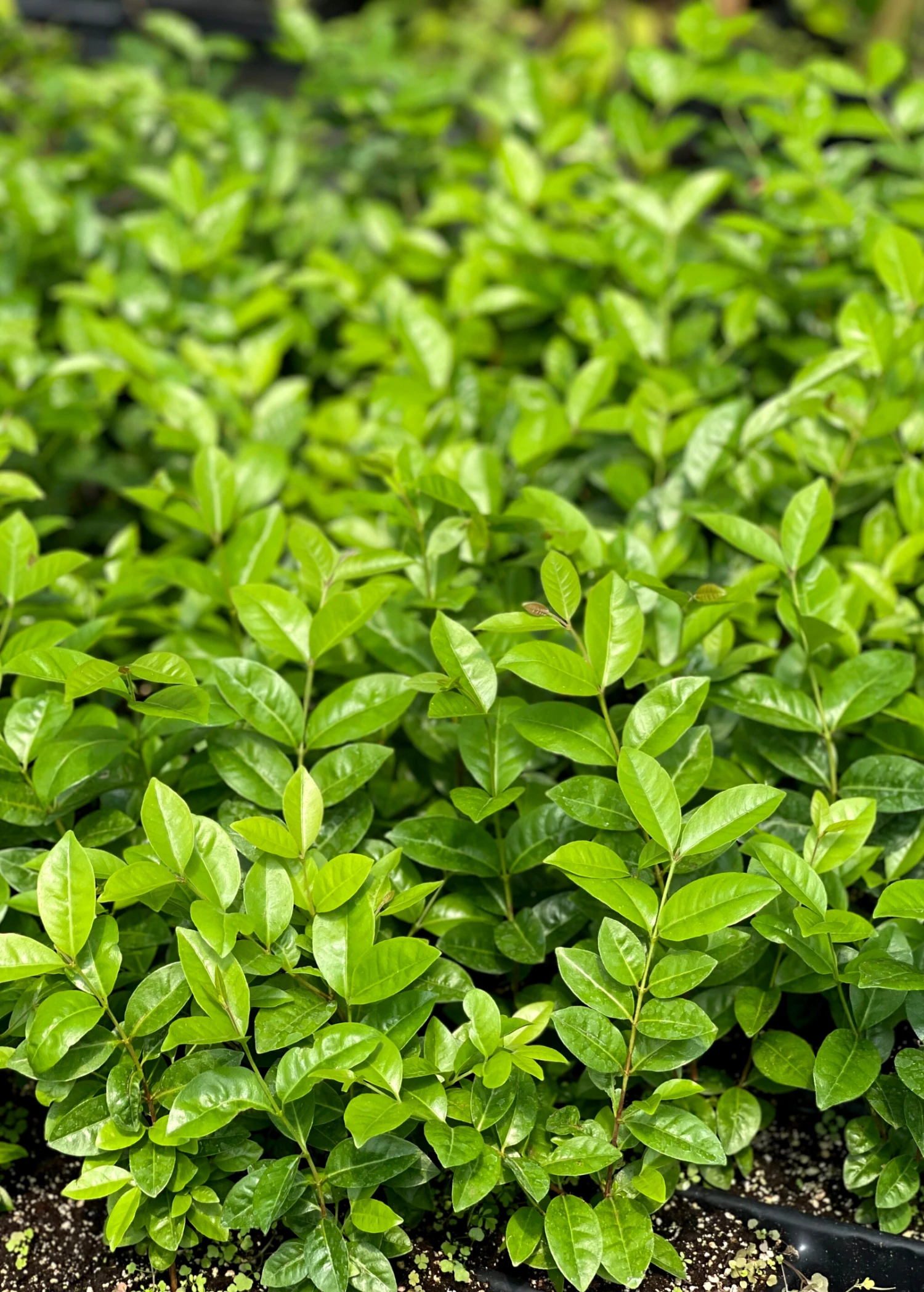 Cherry Of The Rio Grande (Eugenia Involucrata) 4 Cherry Of The Rio Grande (Eugenia Involucrata) - Image 2