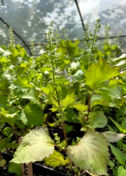 Korean Perilla (Perilla Frutescens) -Plant related-Sow Exotic LiveKoreanPerillaPlantSowExotic 1