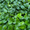 Lolot (Piper Sarmentosum) -Plant related-Sow Exotic Lolotsowexoticliveplantforsale