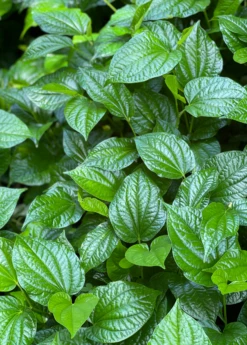 Lolot (Piper Sarmentosum) 9 Lolot (Piper Sarmentosum) -Plant related-Sow Exotic Lolotsowexoticliveplantforsale 1