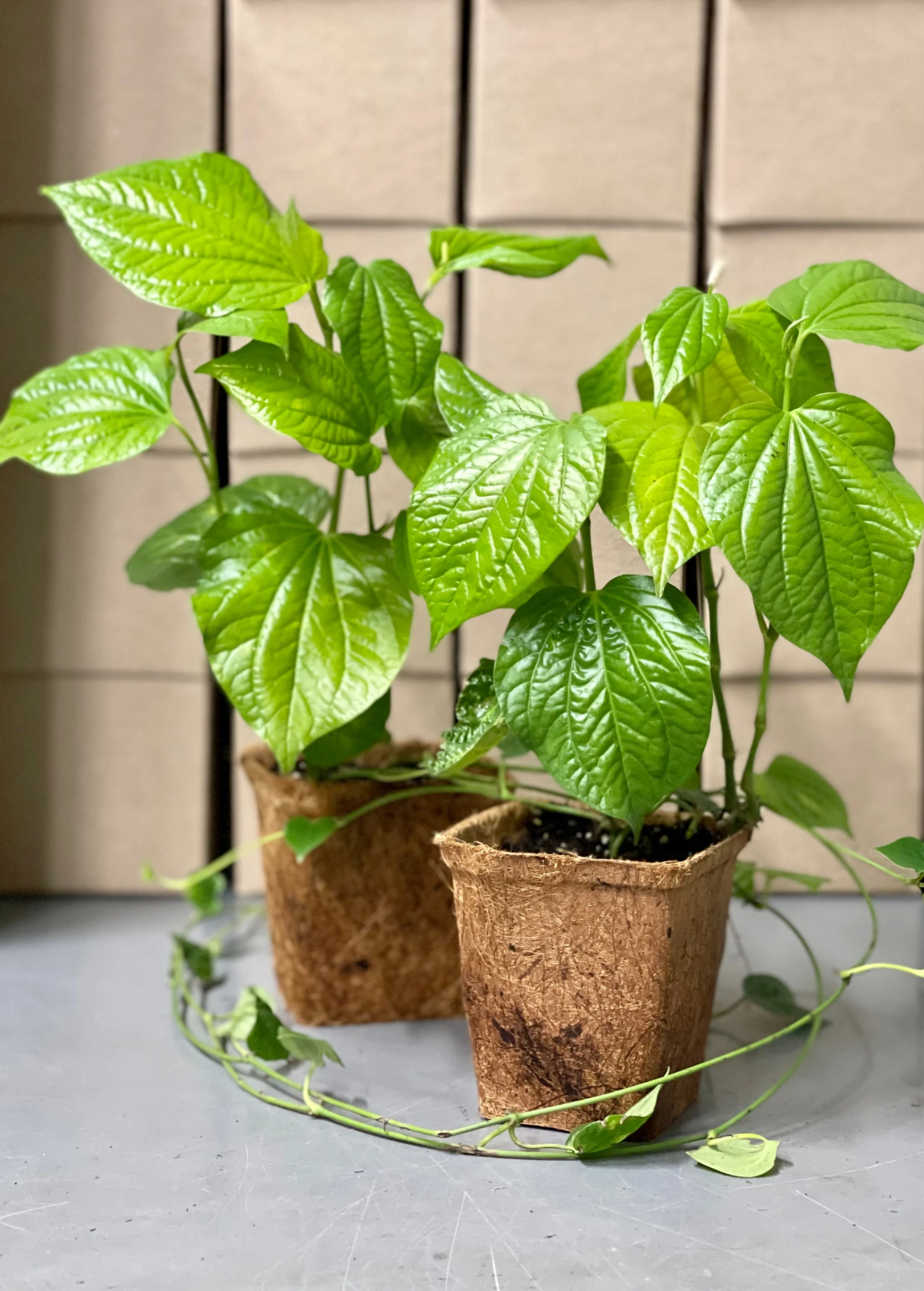 Lolot (Piper Sarmentosum) 4 Lolot (Piper Sarmentosum) - Image 2