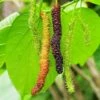Mulberry 'Pakistan' (Morus Nigra) -Plant related-Sow Exotic Long Mulberry fruit on branc are growing and green nature background