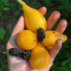 Loquat Seedling (Eriobotrya Japonica) -Plant related-Sow Exotic Loquat Fruit Live Plant for sale Sow Exotic 5964f257 27ff 43b2 b01b 1d37d73d1fad