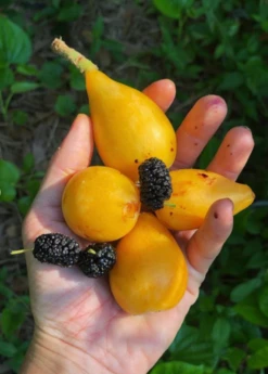 Loquat 'Christmas' (Eriobotrya Japonica) -Plant related-Sow Exotic Loquat Fruit Live Plant for sale Sow Exotic acc60edf 21fa 4c9e b3bb 189c46214105