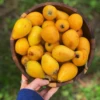 Loquat 'Christmas' (Eriobotrya Japonica) -Plant related-Sow Exotic Loquat Fruit Tree Live plant Sow Exotic d75d2472 9ea2 4377 8986 7bc4ca06e557
