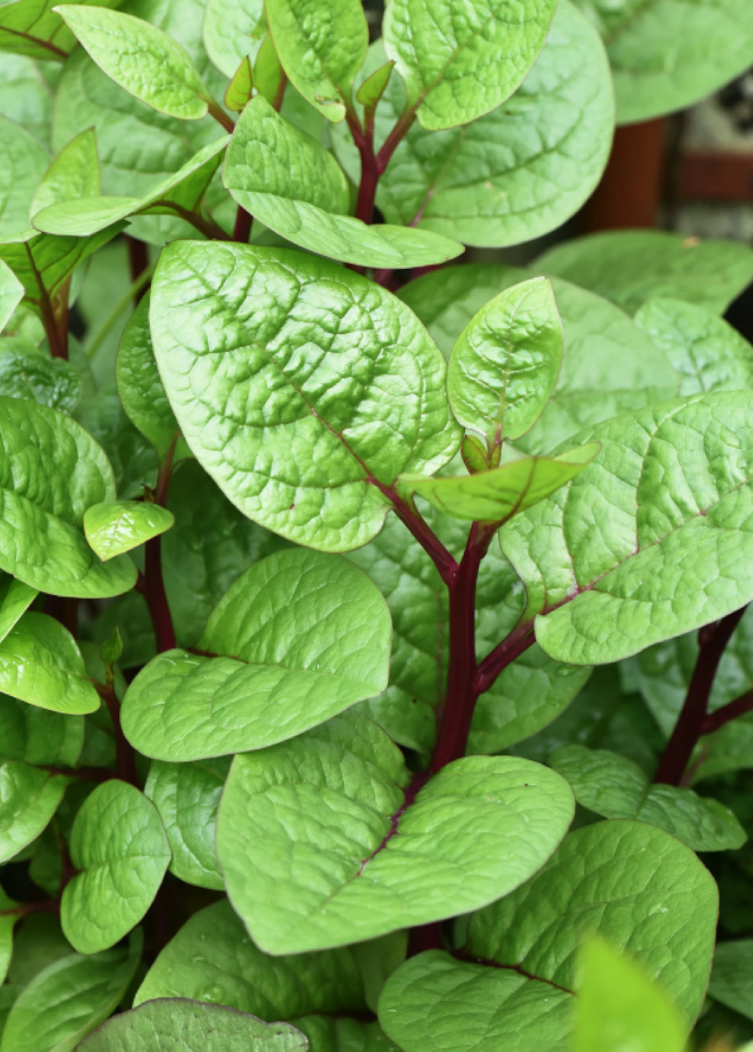 Malabar Spinach (Basella Alba) 6 Malabar Spinach (Basella Alba) - Image 4