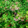 Dwarf Barbados Cherry (Malpighia Glabra ‘Nana’) -Plant related-Sow Exotic MalpighiaglabraNanaDwarfBarbadosCherryFruitTreesforSale SowExotic.com