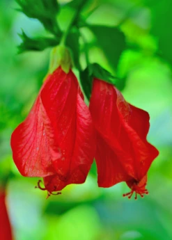 Turk's Cap (Malvaviscus Arboreus) -Plant related-Sow Exotic Malvaviscusarboreus turkscapedibleflowersowexotic
