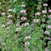 Pennyroyal (Mentha Pulegium) -Plant related-Sow Exotic Menthapulegiumpennyroyalpennyroyalsowexoticplantnursery