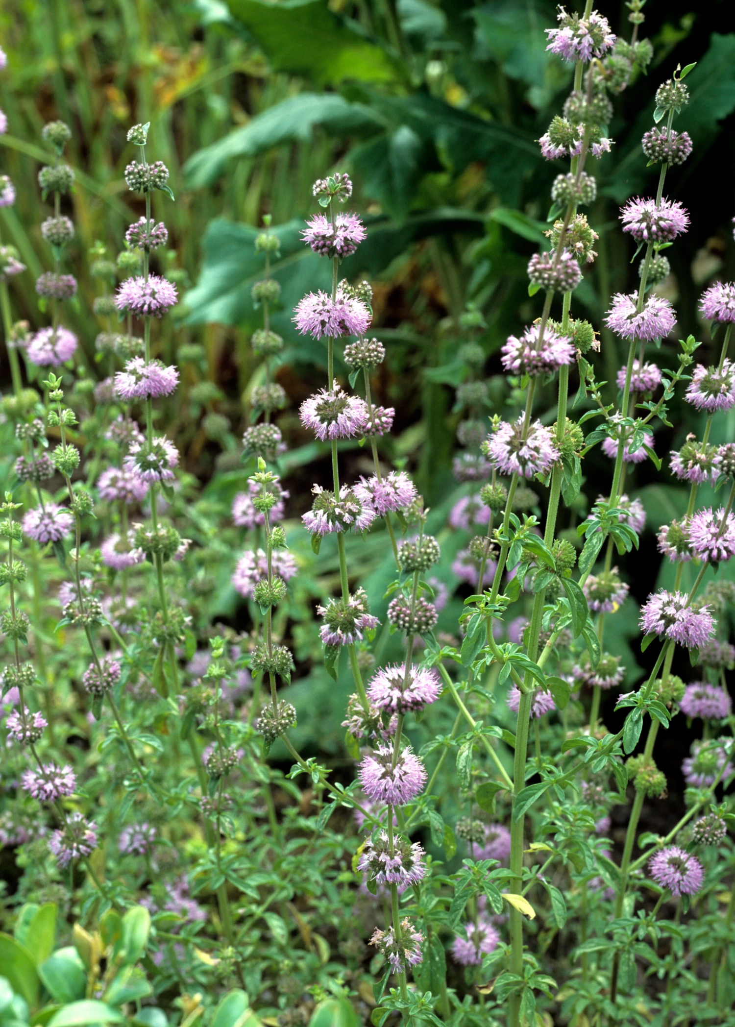 Pennyroyal (Mentha Pulegium) 3 Pennyroyal (Mentha Pulegium)