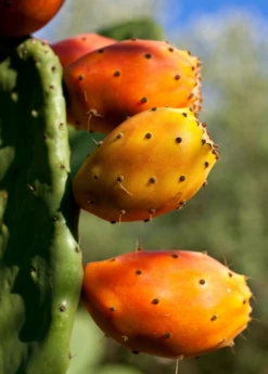 Prickly Pear (Opuntia Ficus-indica) 9 Prickly Pear (Opuntia Ficus-indica) -Plant related-Sow Exotic Mexican Tuna Prickly Pear Sale Sow Exotic Nursery