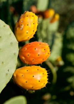 Prickly Pear (Opuntia Ficus-indica) 8 Prickly Pear (Opuntia Ficus-indica) -Plant related-Sow Exotic Mexican Tuna Prickly Pear Sale Sow Exotic Nursery 1