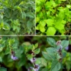 Mint Bundle: Vietnamese Mint, Moroccan Mint & Mojito Mint -Plant related-Sow Exotic MintPlantBundleForSale SowExotic.com 14