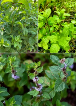 Mint Bundle: Vietnamese Mint, Moroccan Mint & Mojito Mint